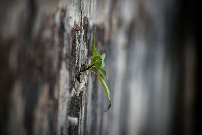 Close-up of insect on tree trunk