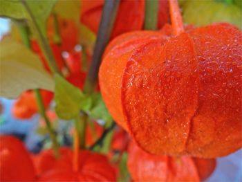 Close-up of red rose