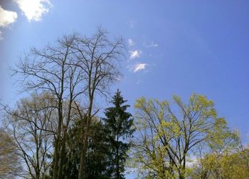 Low angle view of bare tree against sky