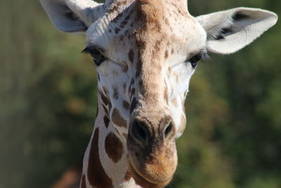 Close-up portrait of a horse