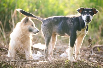 View of two dogs on field