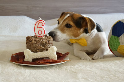 Dog by cake on bed at home