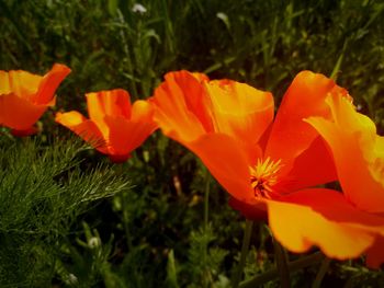 Close-up of red flower blooming in field