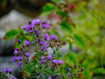 Close-up of purple flowering plant