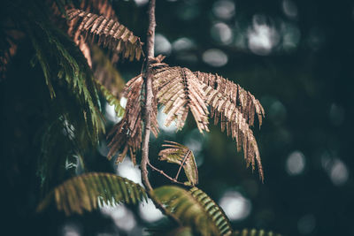 Close-up of wilted plant