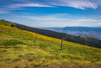 Scenic view of field against sky