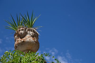 Low angle view of potted plant against blue sky