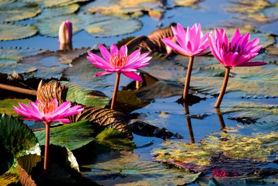 Pink water lily in lake