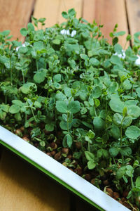 High angle view of chopped plants