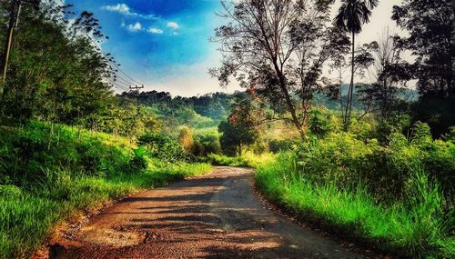 Road amidst trees against sky