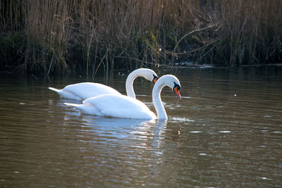 Birds in calm water