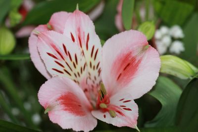 Close-up of pink flower