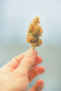 Cropped hand of man holding marijuana