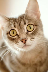 Close-up portrait of a beautiful gray cat with yellow eyes. a domestic cat sitting on the sofa 