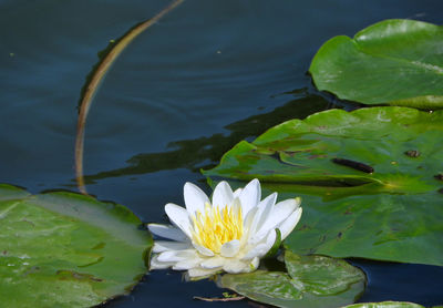 Creamy white water lily