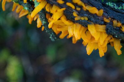 Close-up of yellow flowering plant