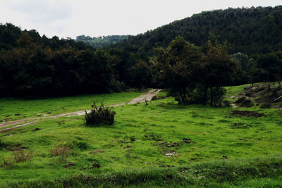 Trees on grassy field