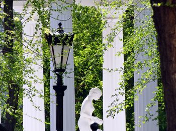 Low angle view of trees