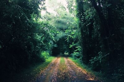 Road passing through forest