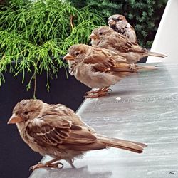 Close-up of bird perching