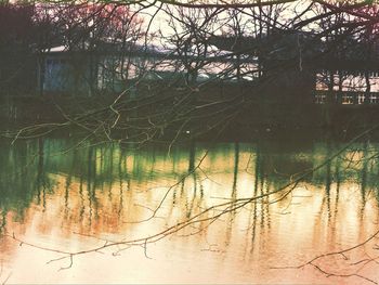 Reflection of trees in lake