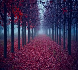 Trees on landscape during autumn