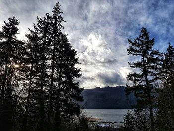 Scenic view of forest against sky