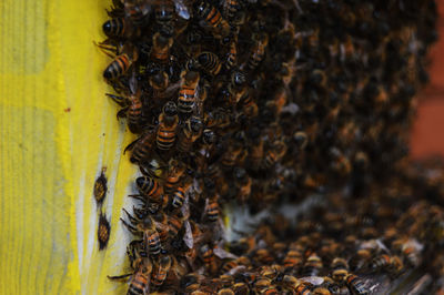 Close-up of bee on leaf