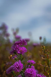 Close-up of purple flowering plant