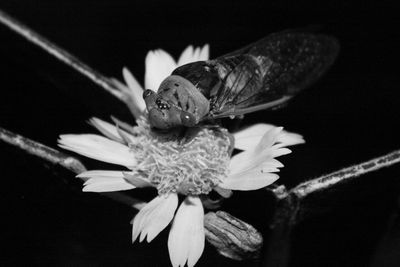 Close-up of insect on flower