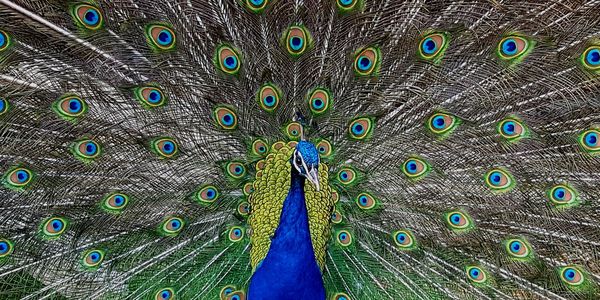 Close-up of peacock