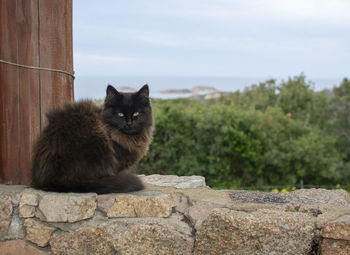 Portrait of a cat