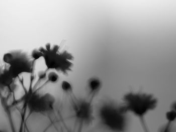 Close-up of plant against blurred background