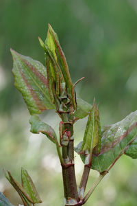 Close-up of fresh green leaves on plant