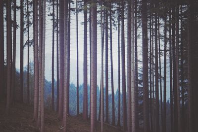 Pine trees in forest