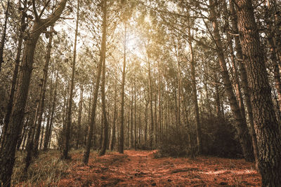 Low angle view of trees in forest