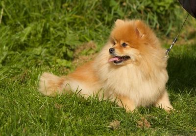 Portrait of dog sitting on grass