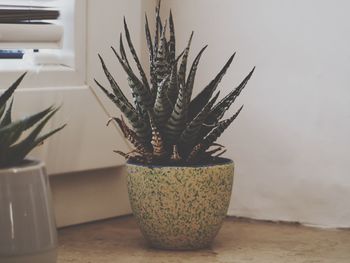 Close-up of potted plant on table at home