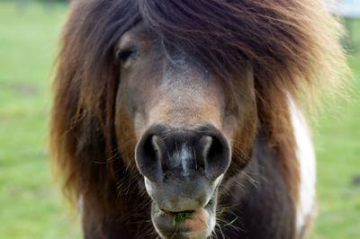 Close-up of horse on field