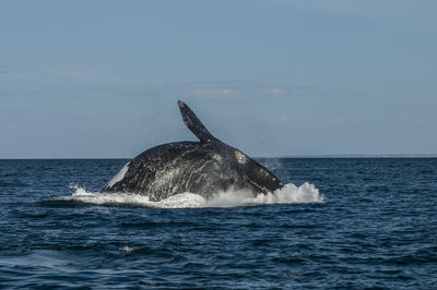 Whale swimming in sea