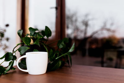 Close-up of potted plant on table at home