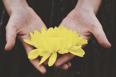 Close-up of hand holding yellow flower