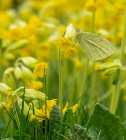 Close-up of insect on yellow flower