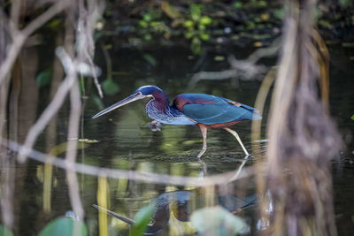 Close-up of bird in lake