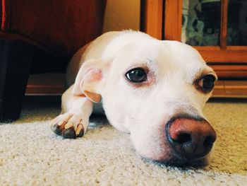 Close-up of dog