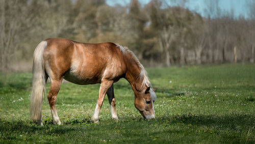 horse