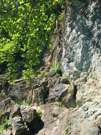 Plants growing on rock