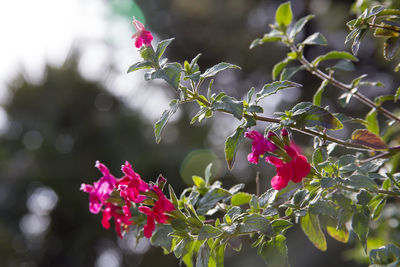 Close-up of pink flowers blooming in garden