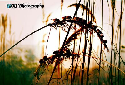 Close-up of grass