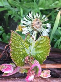 Close-up of purple flowering plant on field